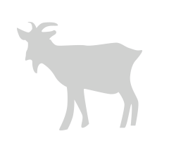 山羊革について